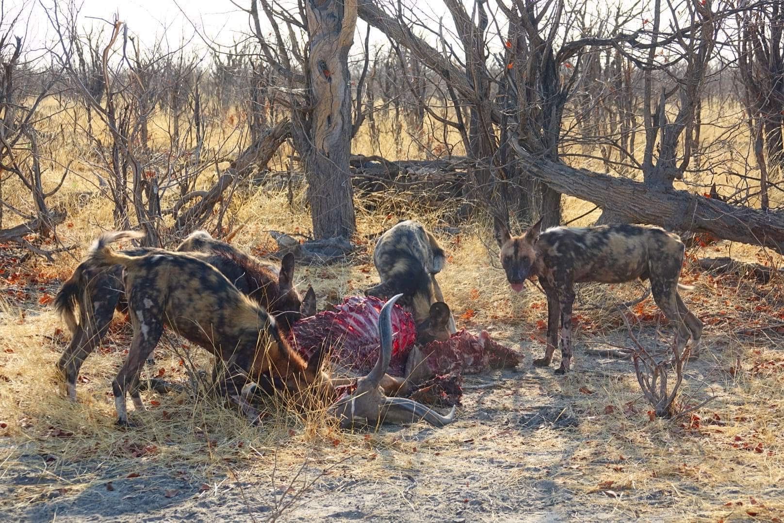 A Photographic Journey to Meet African Wild Dogs – The Continent’s Uncapturable Shadows
