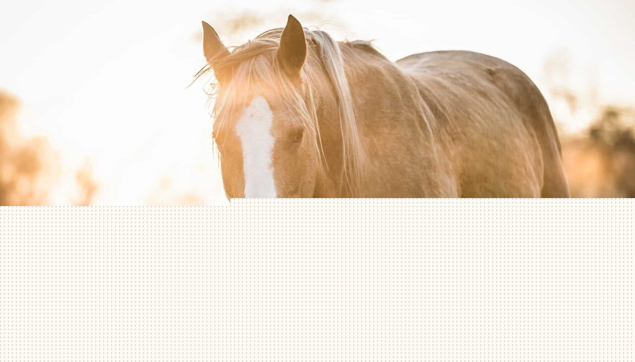 How Do You Get Great Horse Photos? Soap On, Ears Forward, and Watch That Composition!