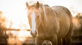 How Do You Get Great Horse Photos? Soap On, Ears Forward, and Watch That Composition!