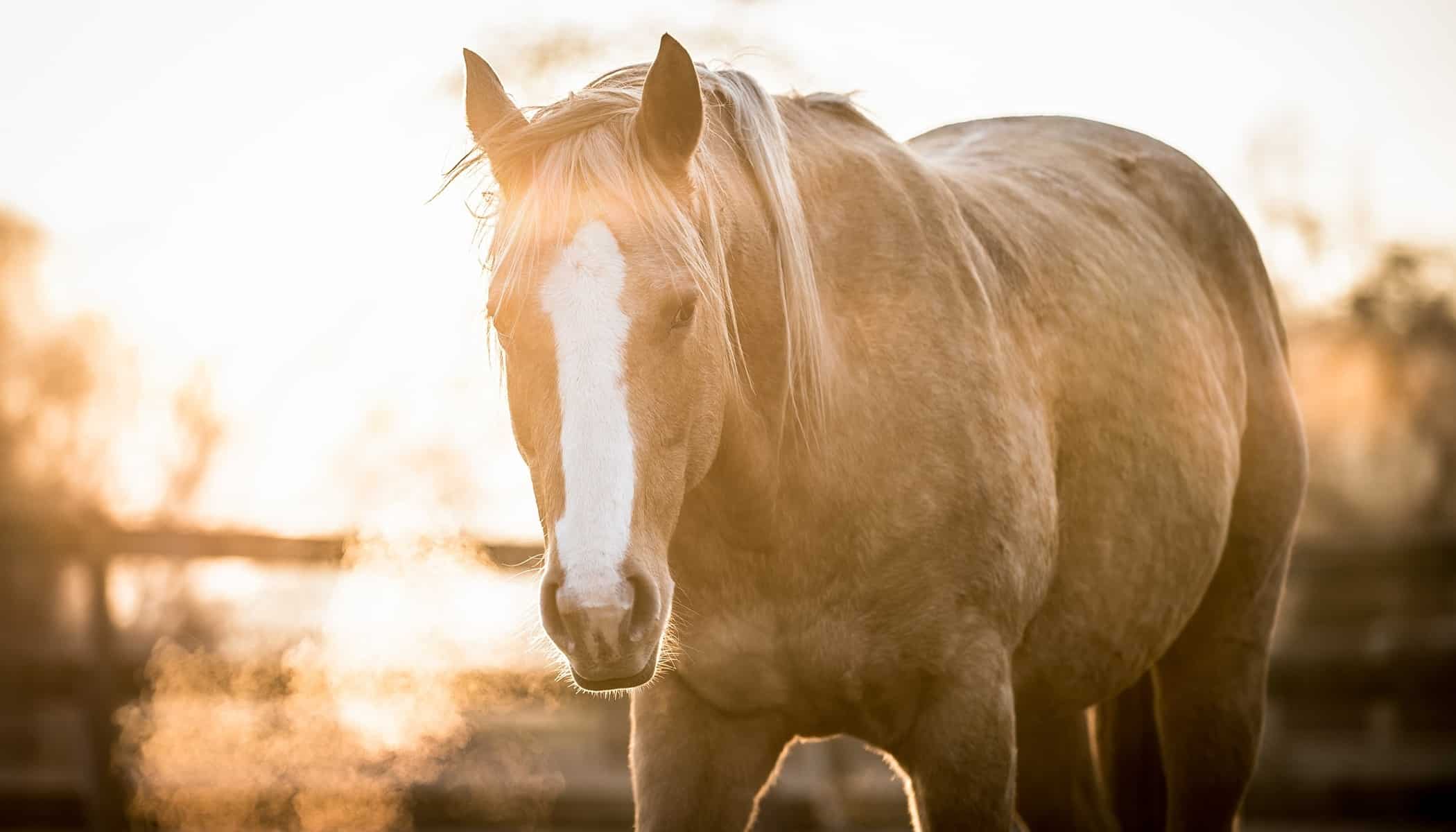 How Do You Get Great Horse Photos? Soap On, Ears Forward, and