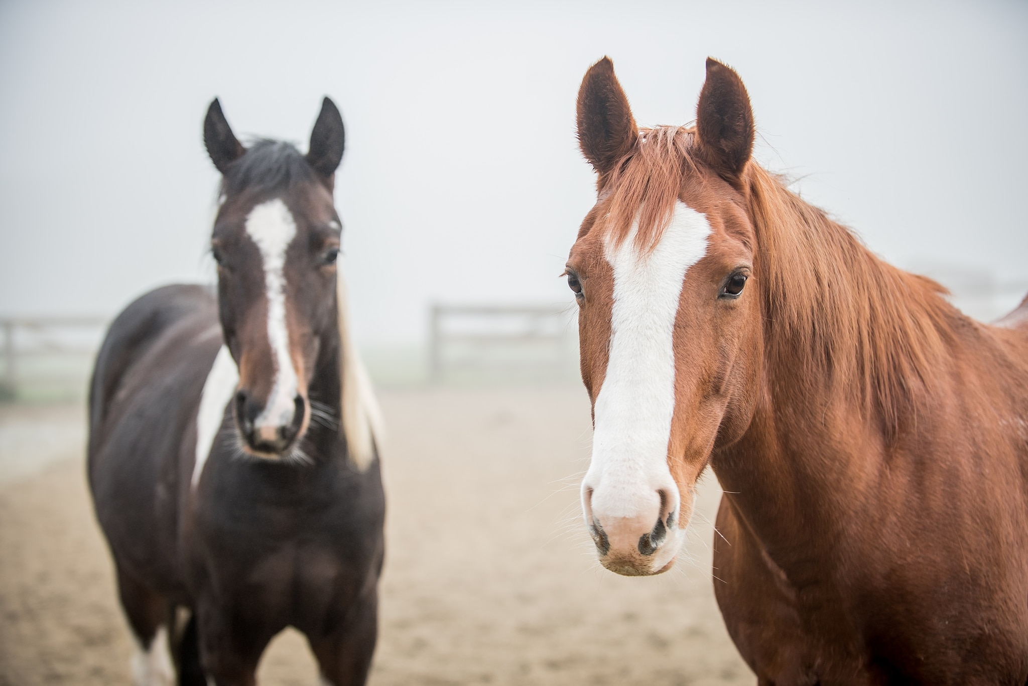 How Do You Get Great Horse Photos? Soap On, Ears Forward, and Watch That Composition!