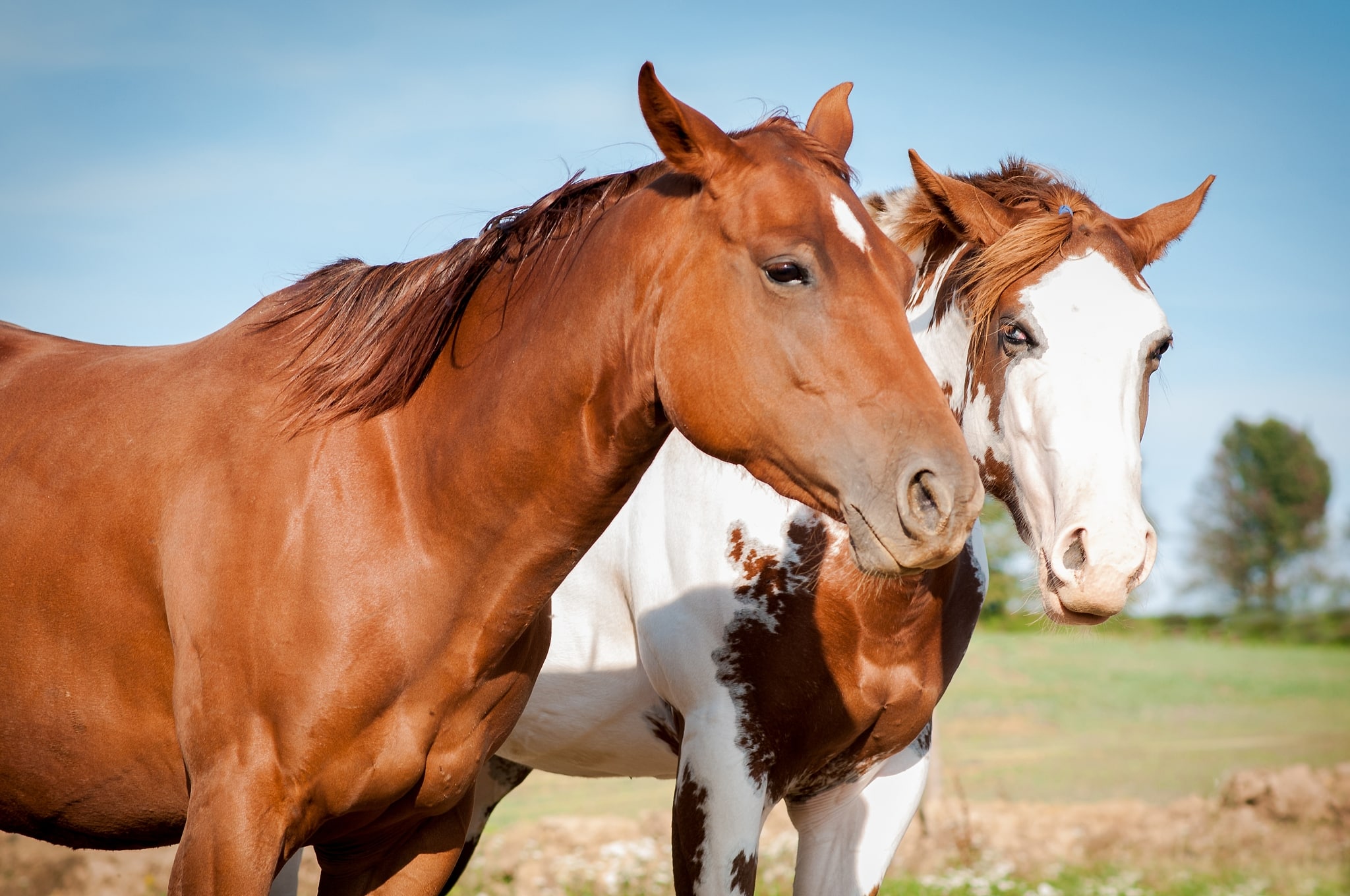 How Do You Get Great Horse Photos? Soap On, Ears Forward, and Watch That Composition!