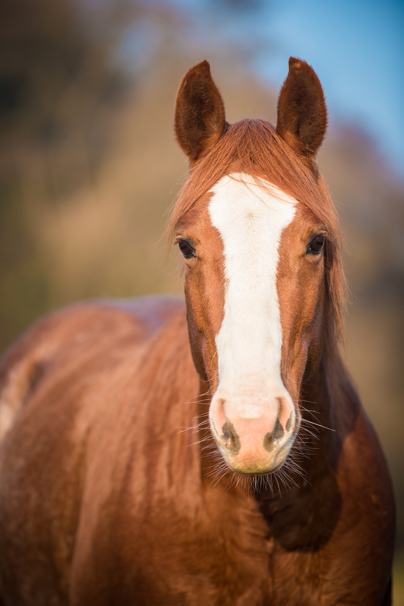 How Do You Get Great Horse Photos? Soap On, Ears Forward, and Watch That Composition!