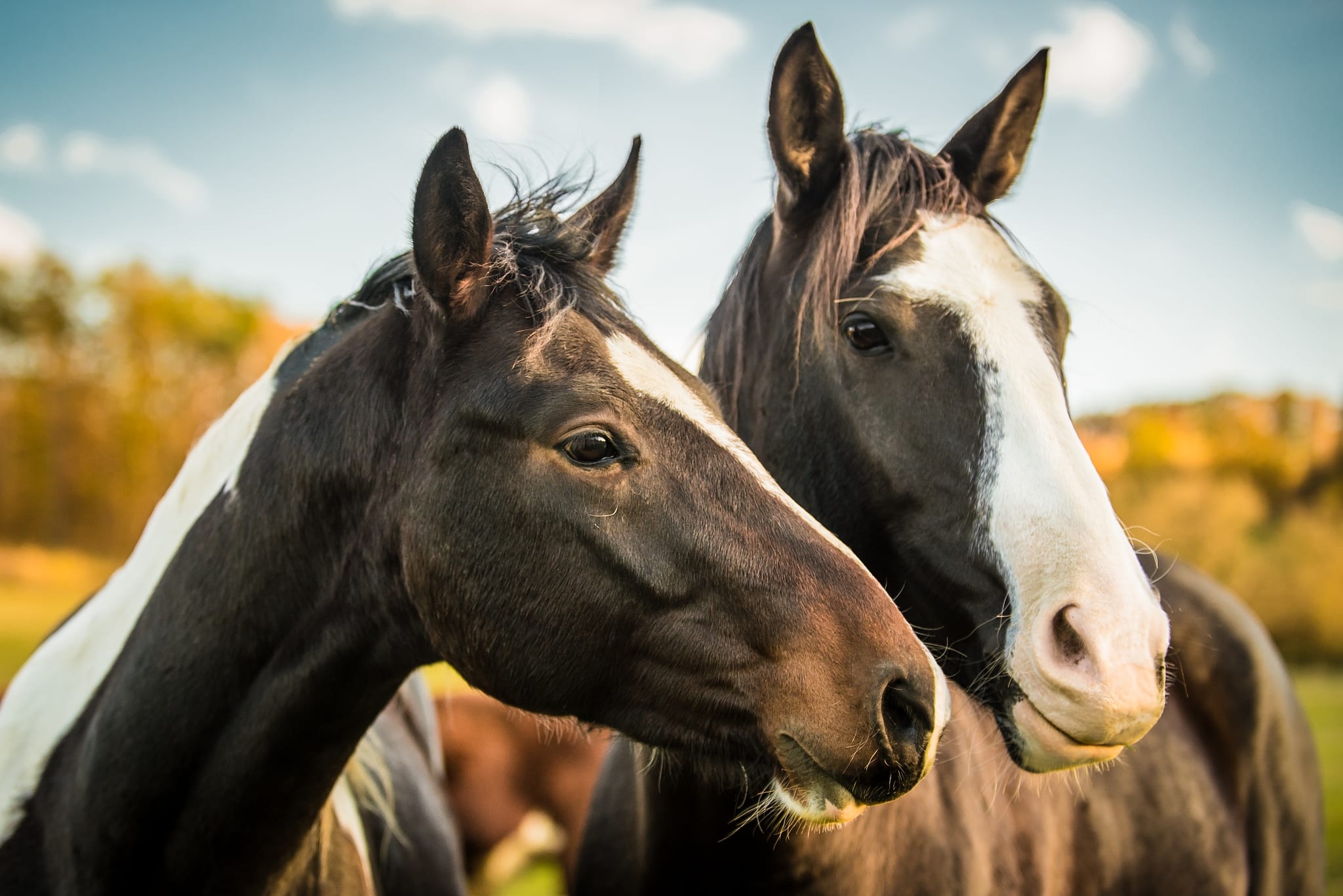How Do You Get Great Horse Photos? Soap On, Ears Forward, and Watch That Composition!