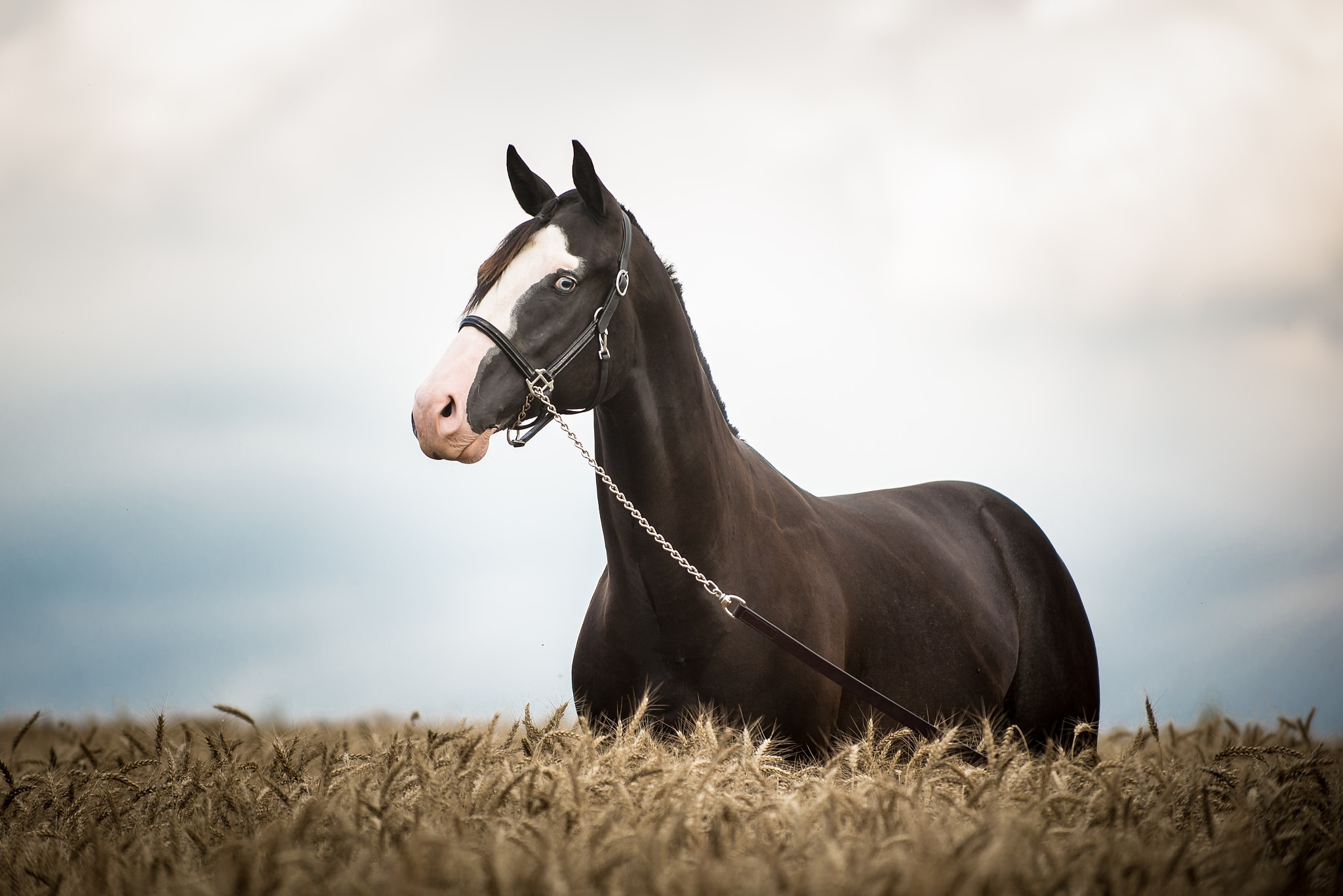 How Do You Get Great Horse Photos? Soap On, Ears Forward, and Watch That Composition!