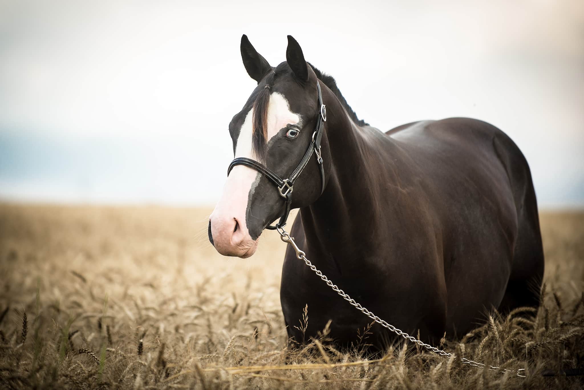 How Do You Get Great Horse Photos? Soap On, Ears Forward, and Watch That Composition!