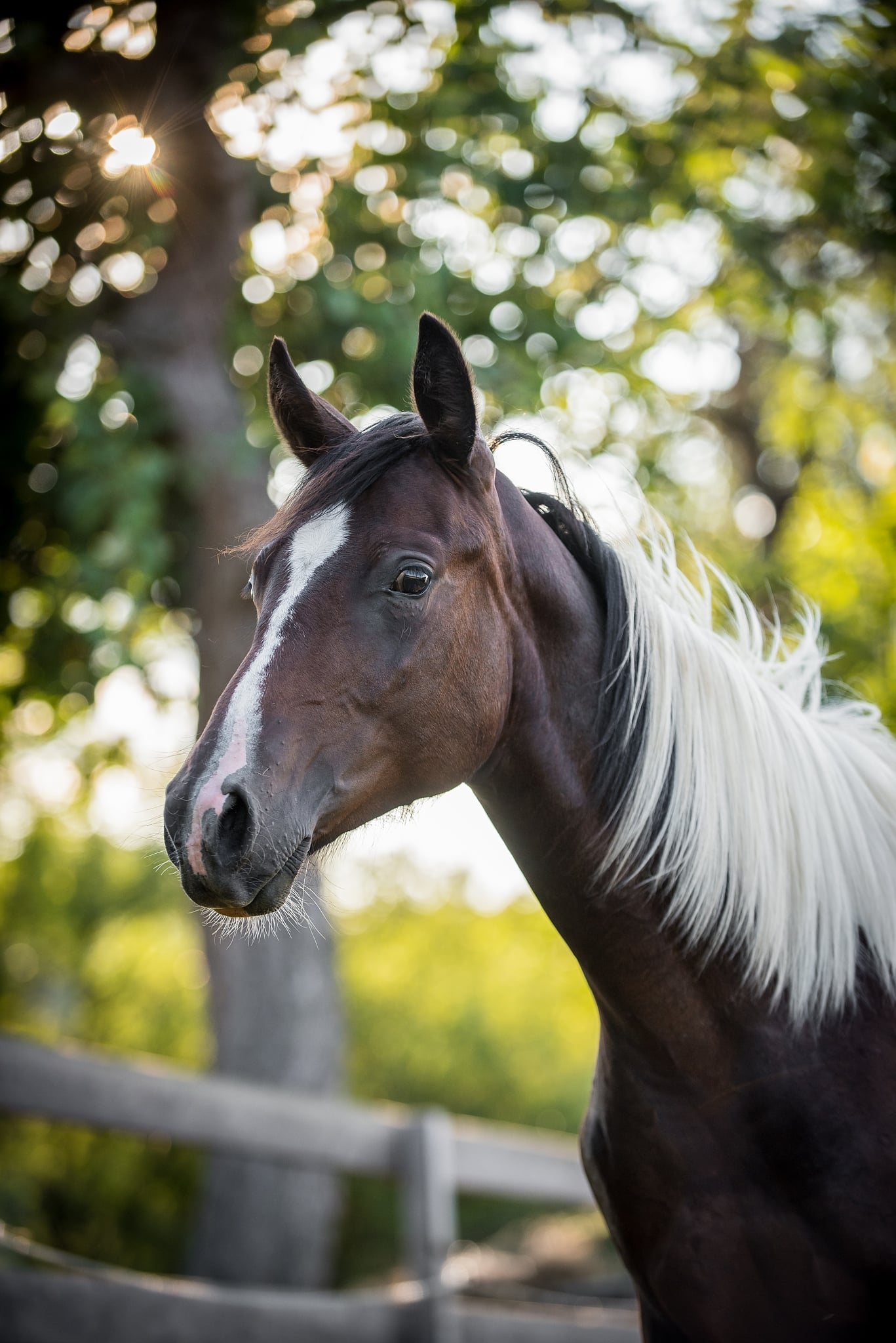 How Do You Get Great Horse Photos? Soap On, Ears Forward, and Watch That Composition!