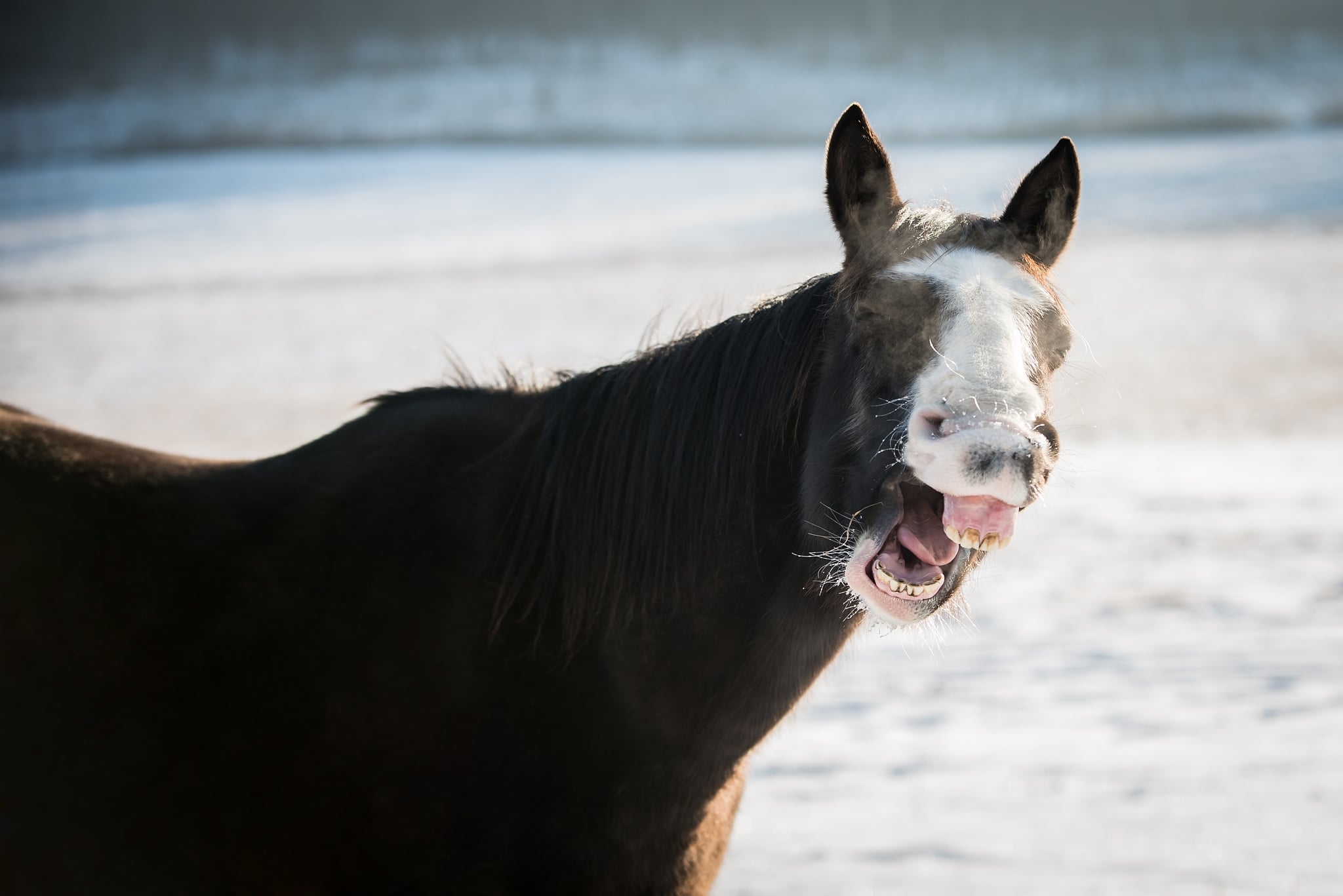 How Do You Get Great Horse Photos? Soap On, Ears Forward, and Watch That Composition!