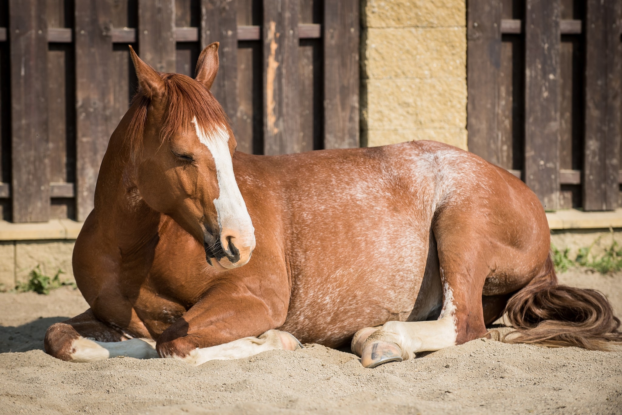 How Do You Get Great Horse Photos? Soap On, Ears Forward, and Watch That Composition!