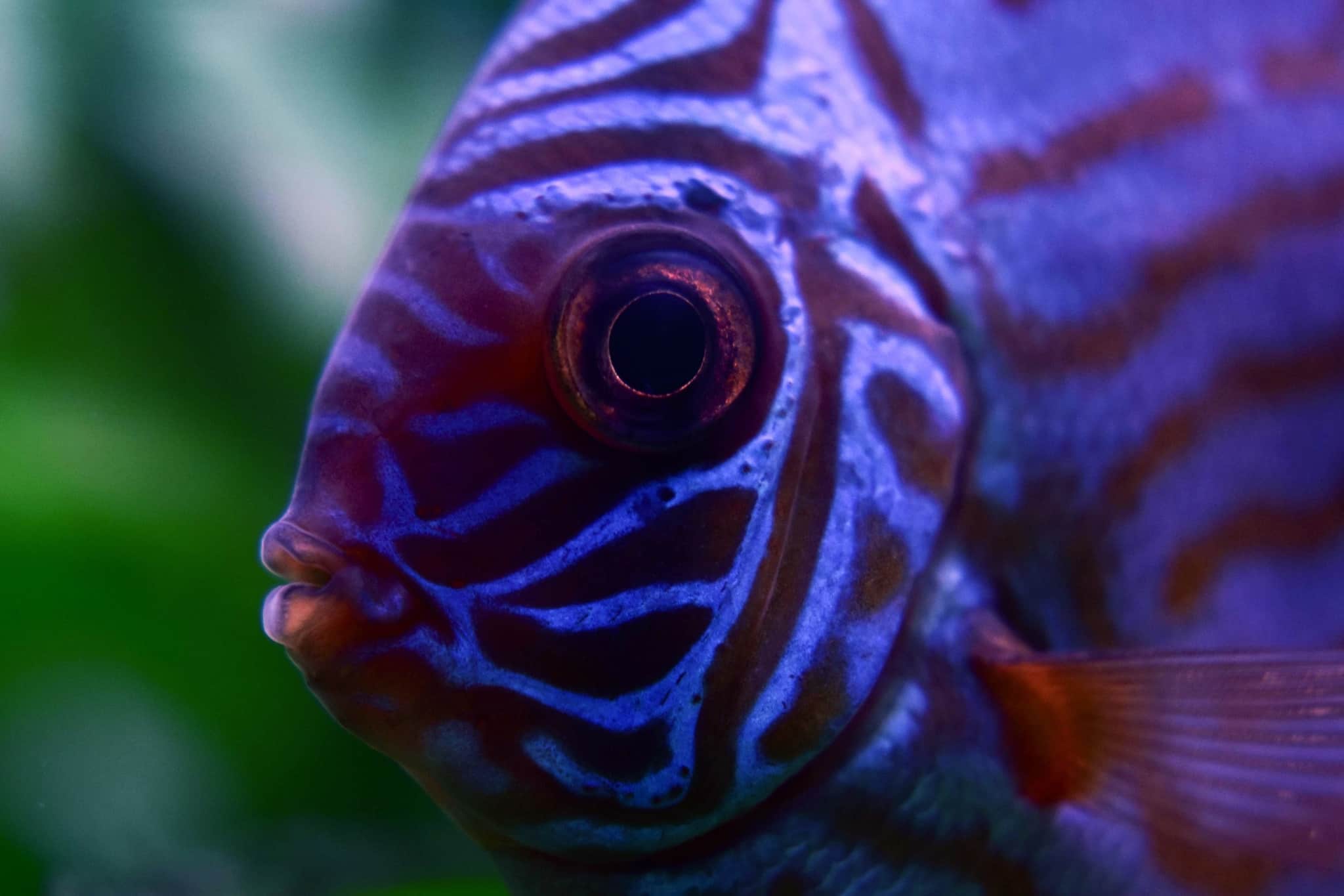 What Should You Photograph When You’re Stuck at Home With the Kids? Some Inspiration for Photographers Young and Old