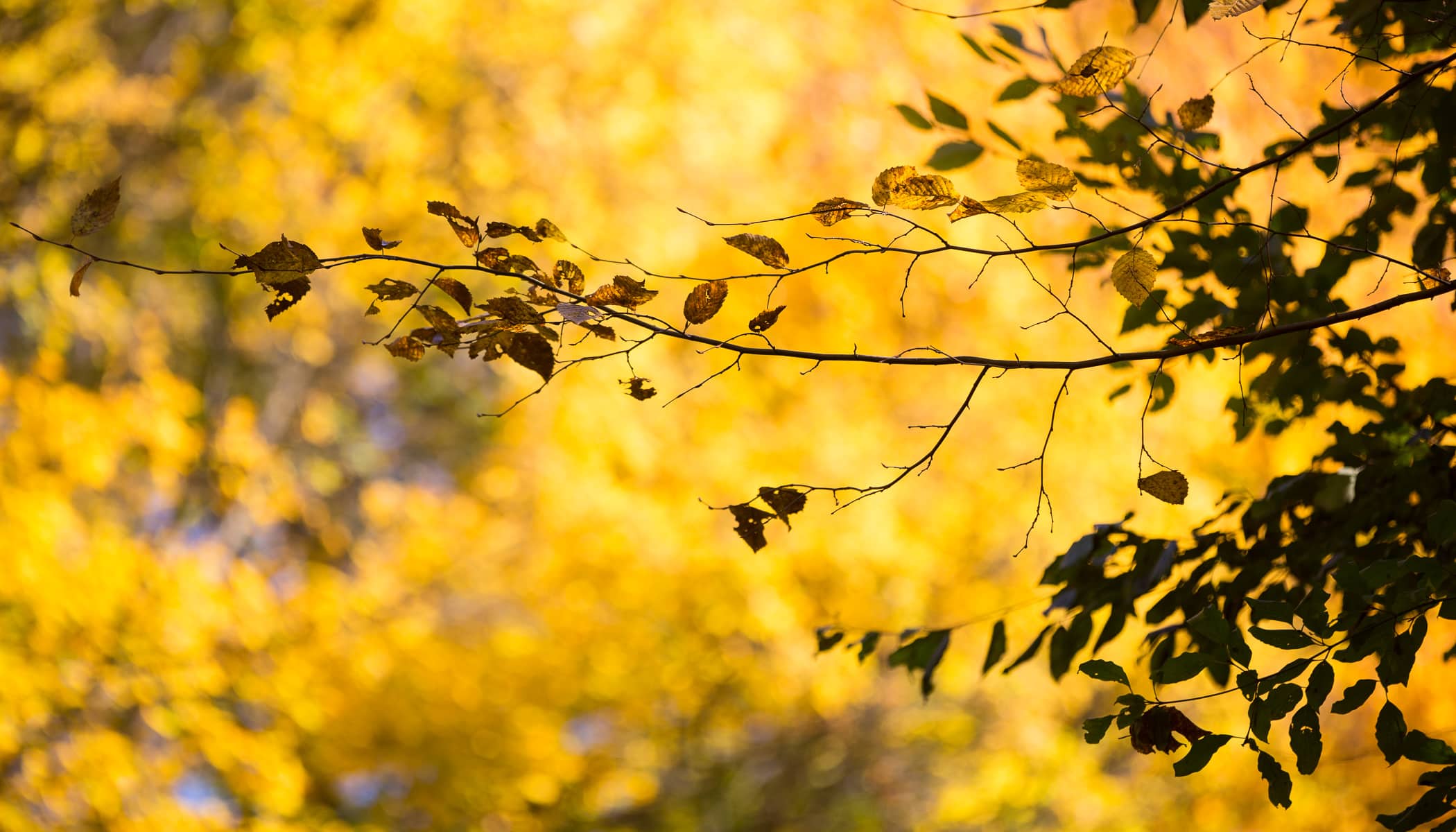 yellow things in nature