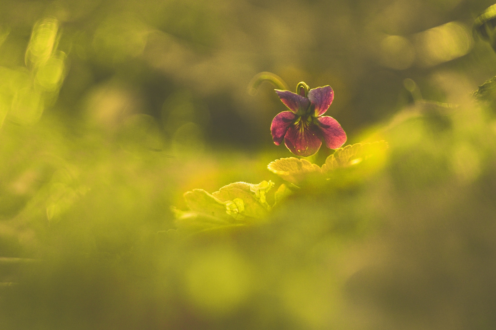 Vintage lenses on a digital body? Beautiful bokeh, lens flare, and unique details