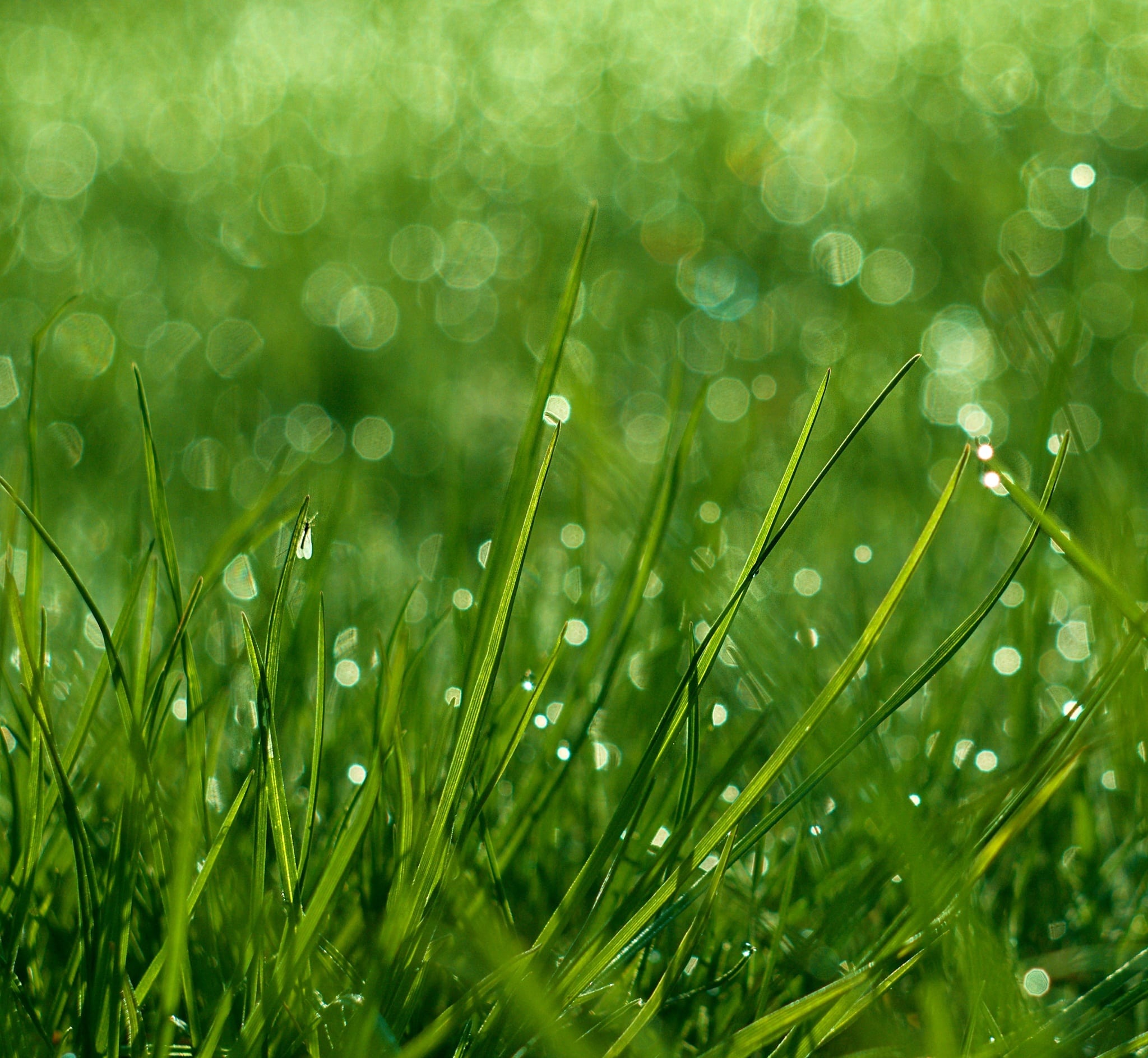 Vintage lenses on a digital body? Beautiful bokeh, lens flare, and unique details