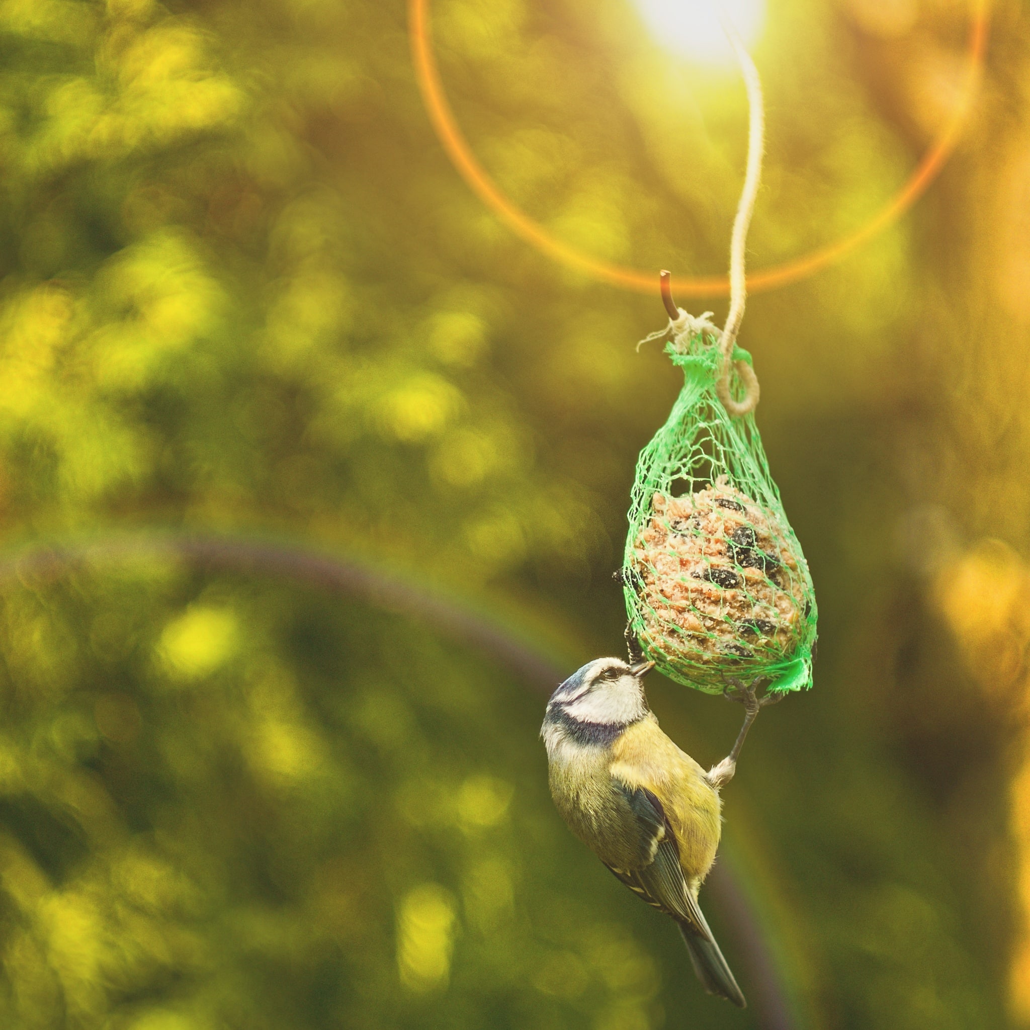 Vintage lenses on a digital body? Beautiful bokeh, lens flare, and unique details