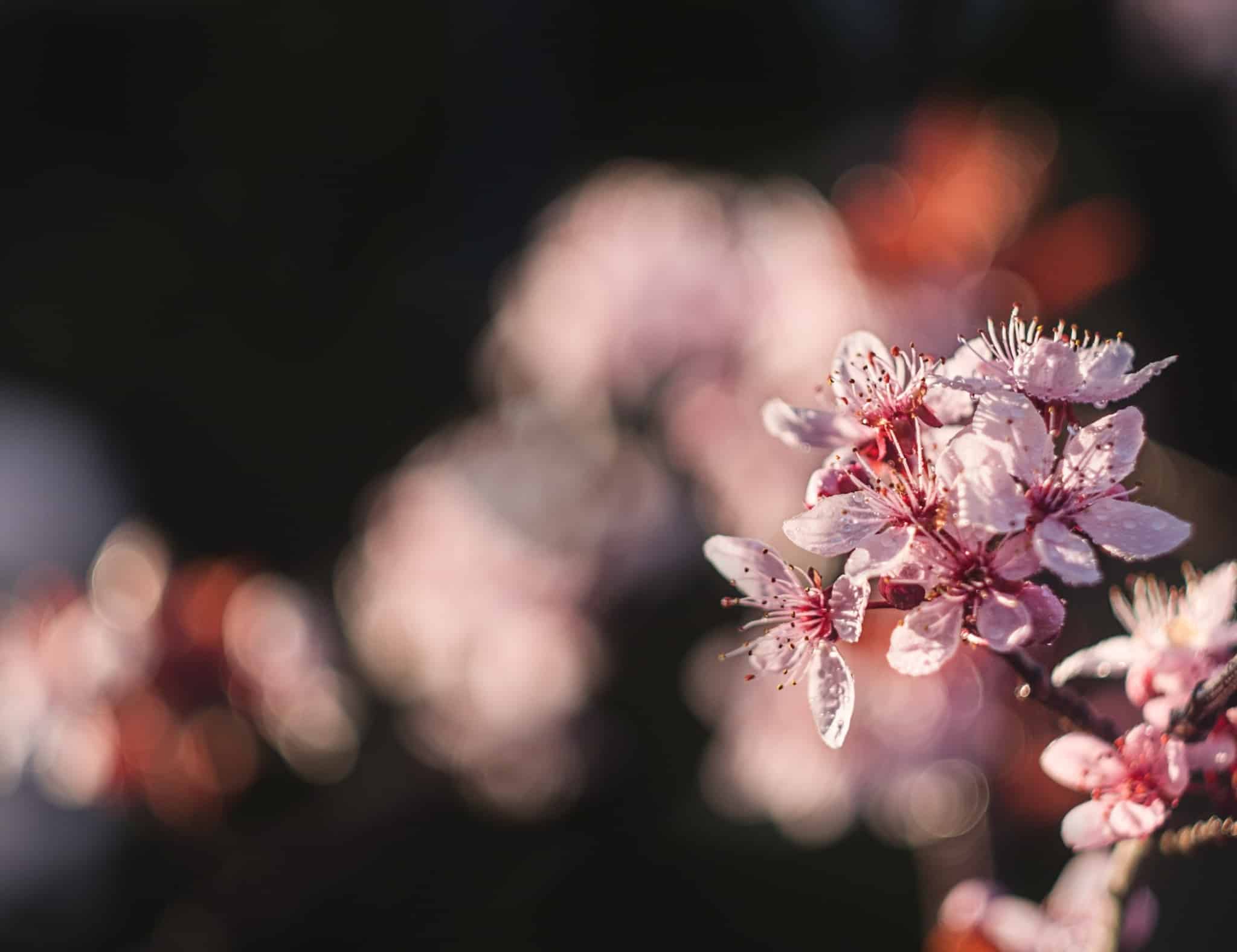 Vintage lenses on a digital body? Beautiful bokeh, lens flare, and unique details