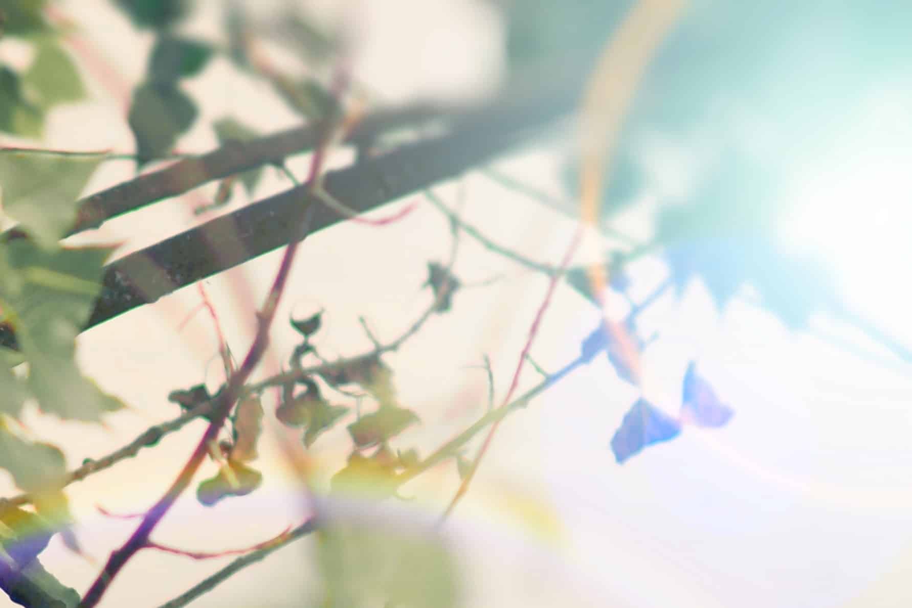 Vintage lenses on a digital body? Beautiful bokeh, lens flare, and unique details