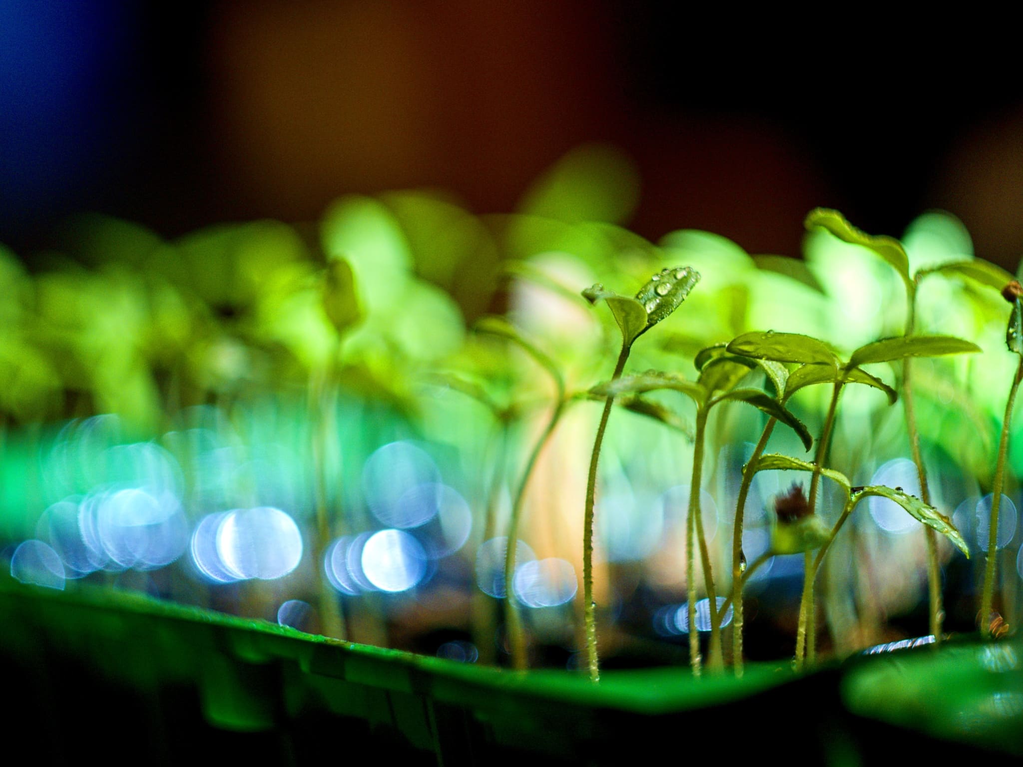 An old lens for a modern camera: Which to choose for portrait, macro, or landscape photography