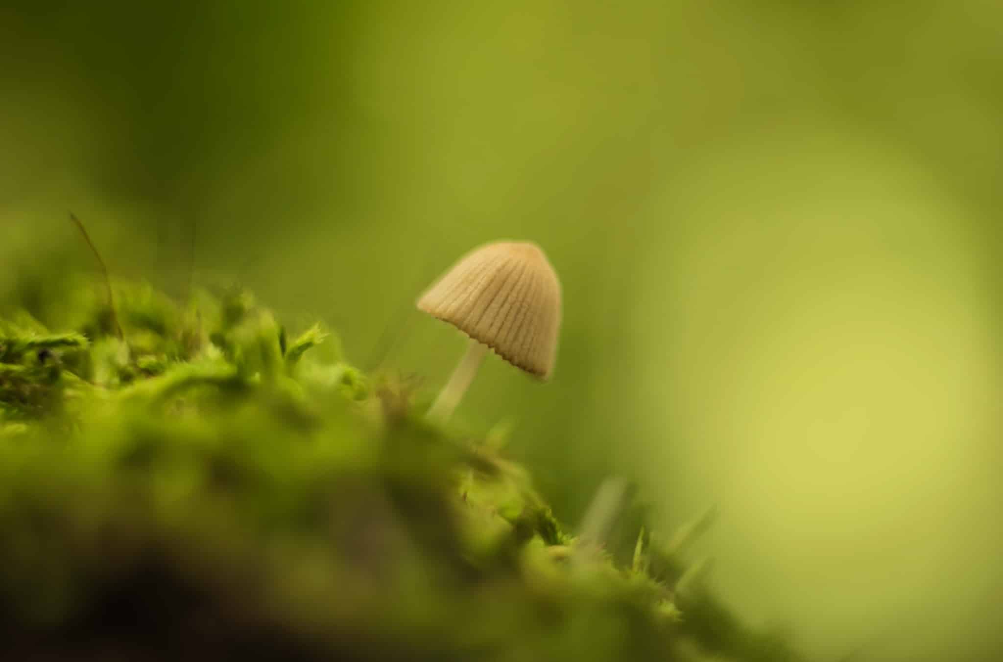 An old lens for a modern camera: Which to choose for portrait, macro, or landscape photography