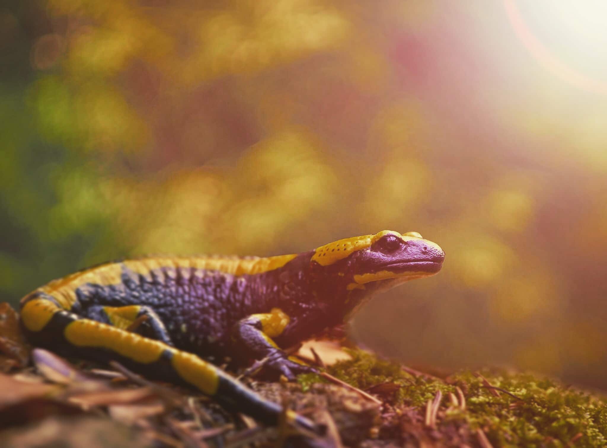 An old lens for a modern camera: Which to choose for portrait, macro, or landscape photography