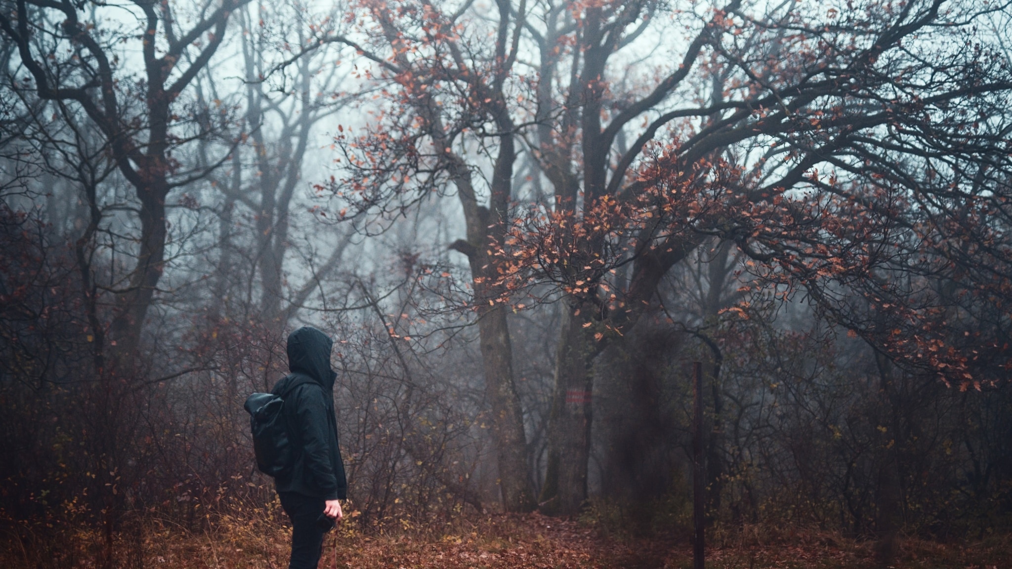 Photographing fog - Get a mysterious atmosphere in your photos. We’ll tell you how to get the right shots and edits