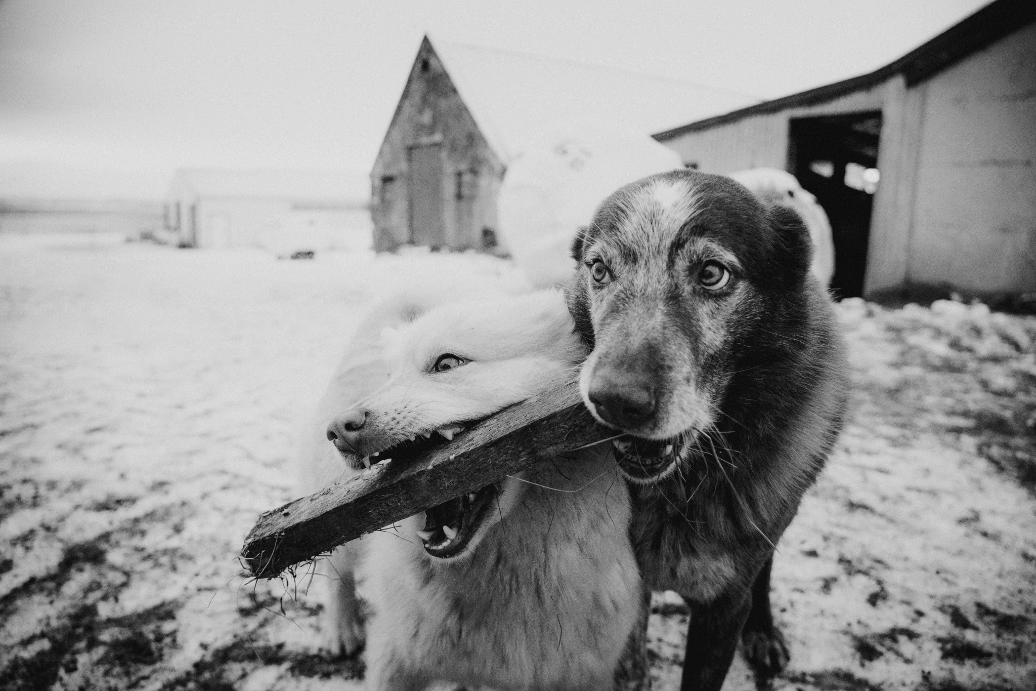 Humor in photography - How to capture funny moments