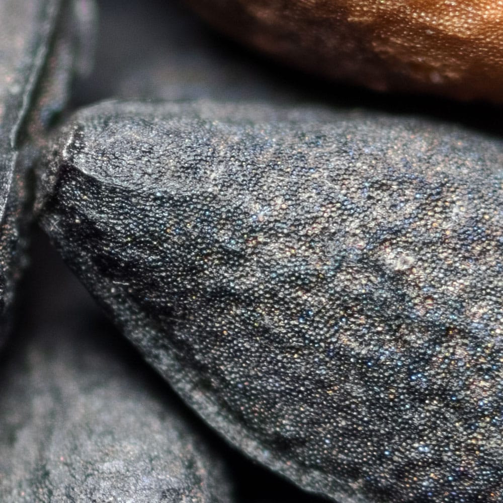 Super Macro photography: Discover the magic of close-up Macro photography