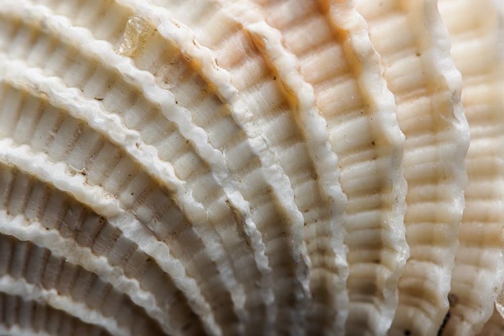 Super Macro photography: Discover the magic of close-up Macro photography