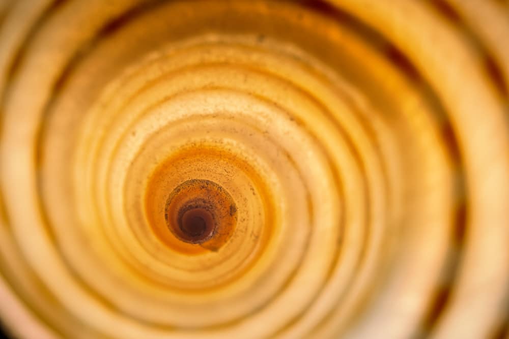 Super Macro photography: Discover the magic of close-up Macro photography