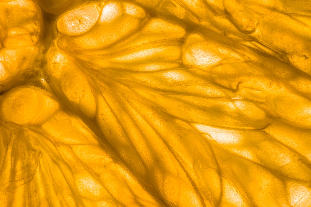 Super Macro photography: Discover the magic of close-up Macro photography