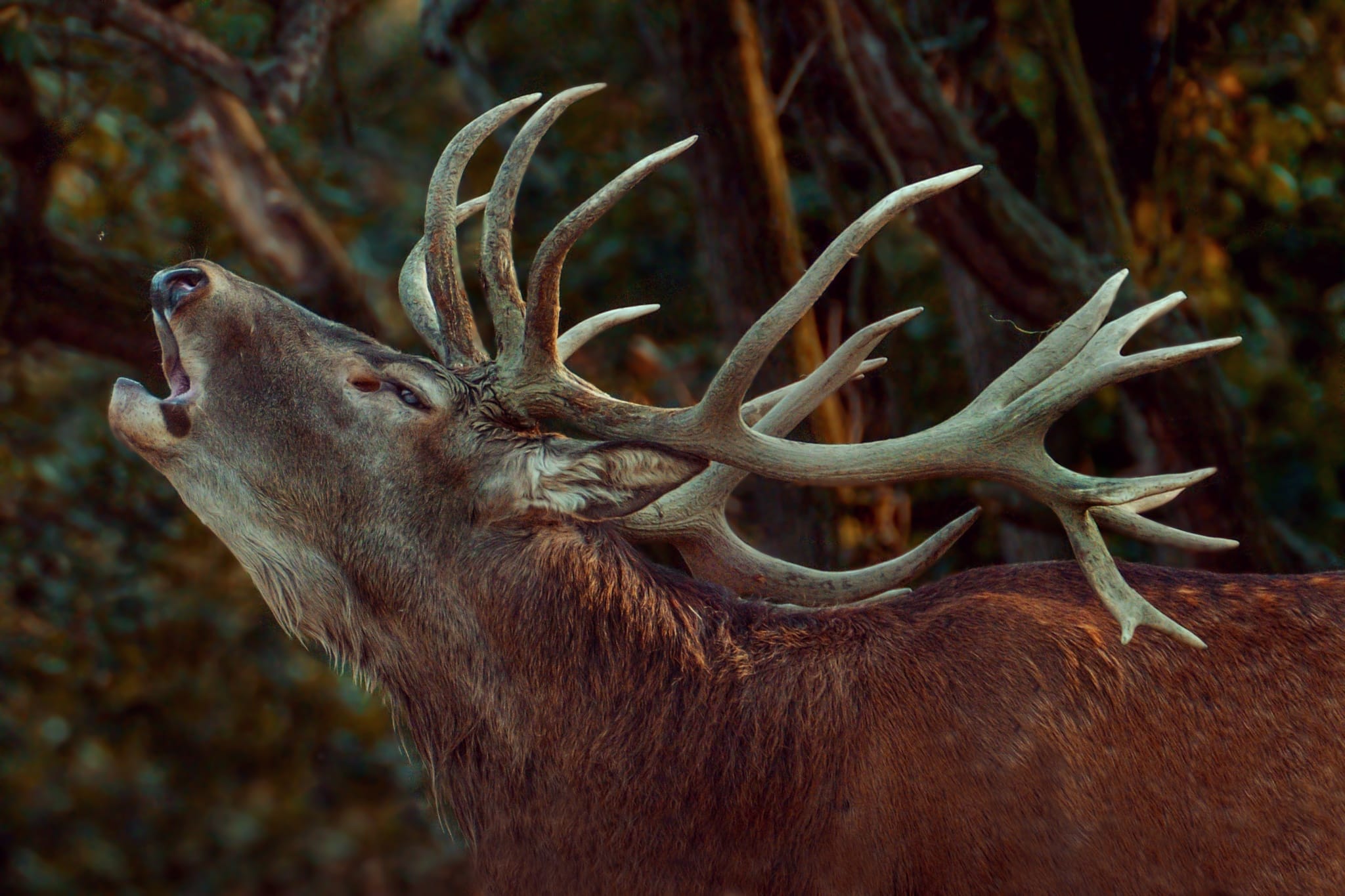 Hunter photographer Adam Simandel: ‘If I survive this, it’ll make one heck of a story’
