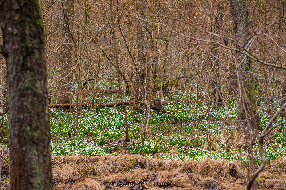 Photographing the First Blooms of Spring