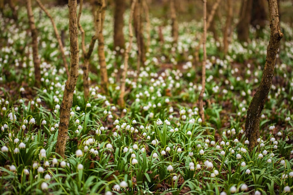 Photographing the First Blooms of Spring