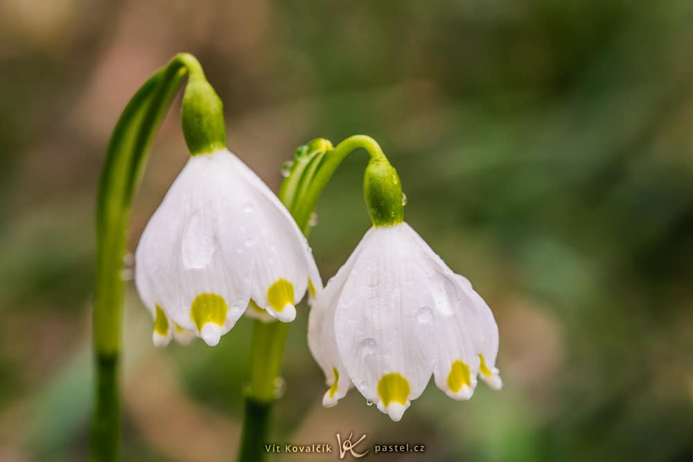 Photographing the First Blooms of Spring