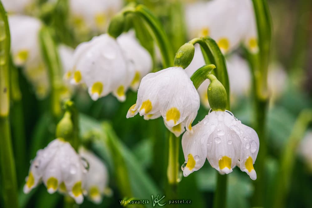 Photographing the First Blooms of Spring