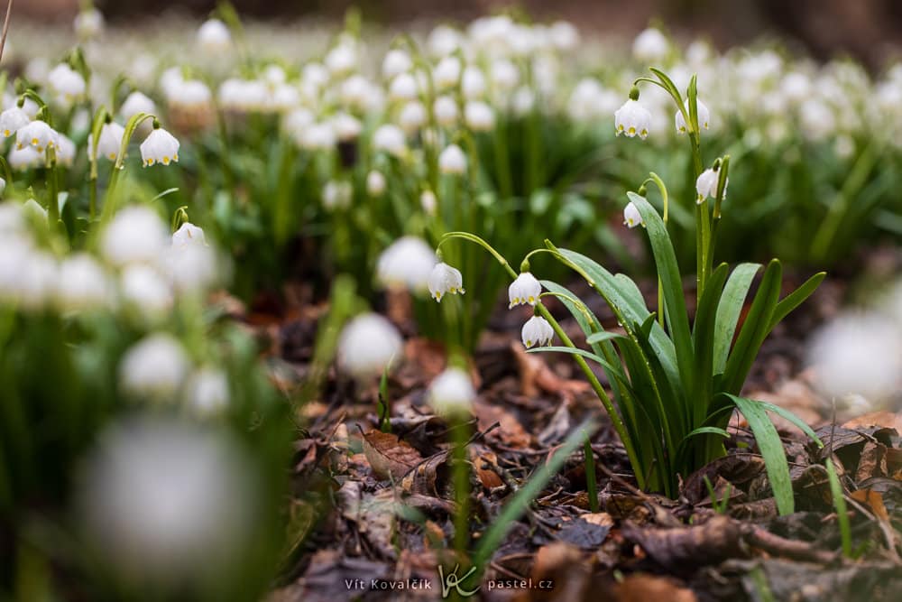 Photographing the First Blooms of Spring