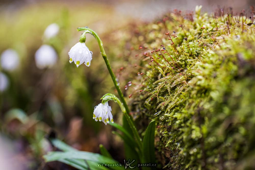 Photographing the First Blooms of Spring