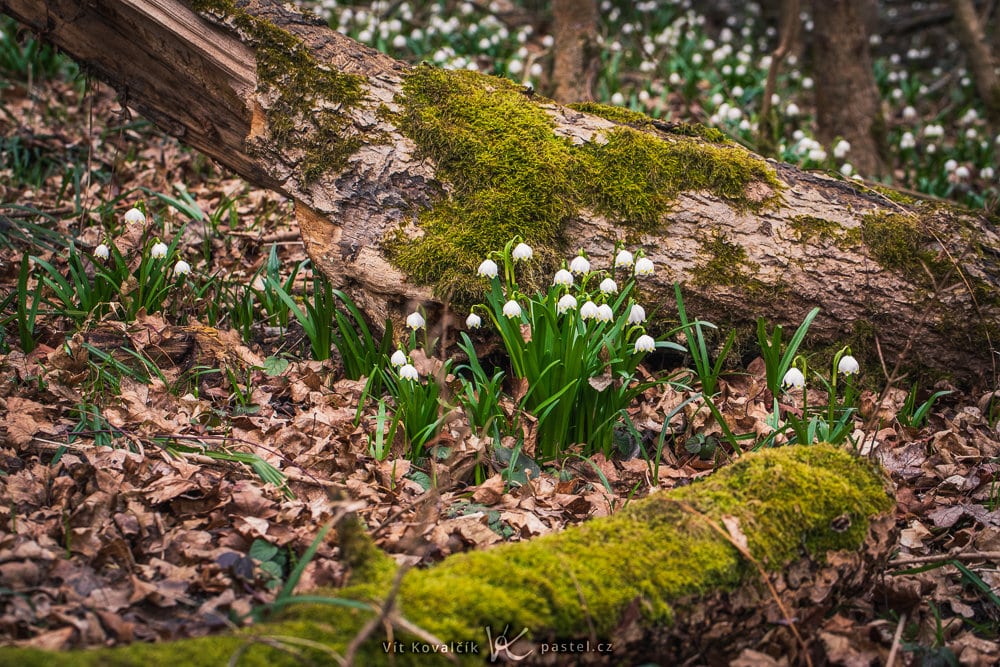Photographing the First Blooms of Spring