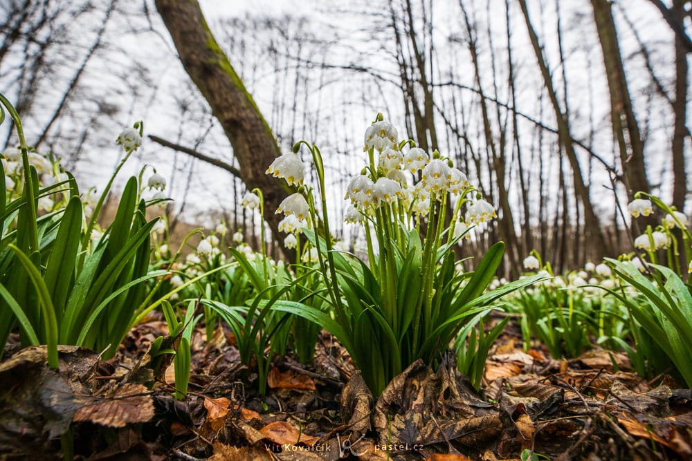 Photographing the First Blooms of Spring