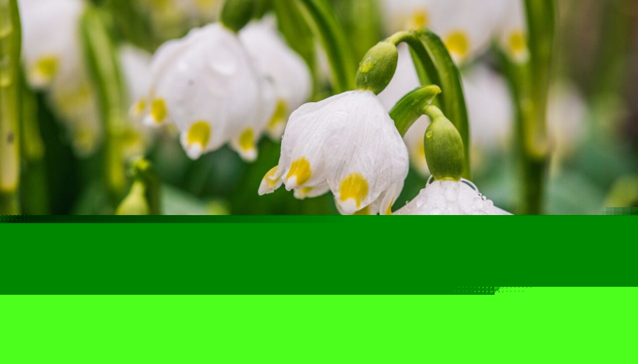 Photographing the First Blooms of Spring Learn Photography by Zoner