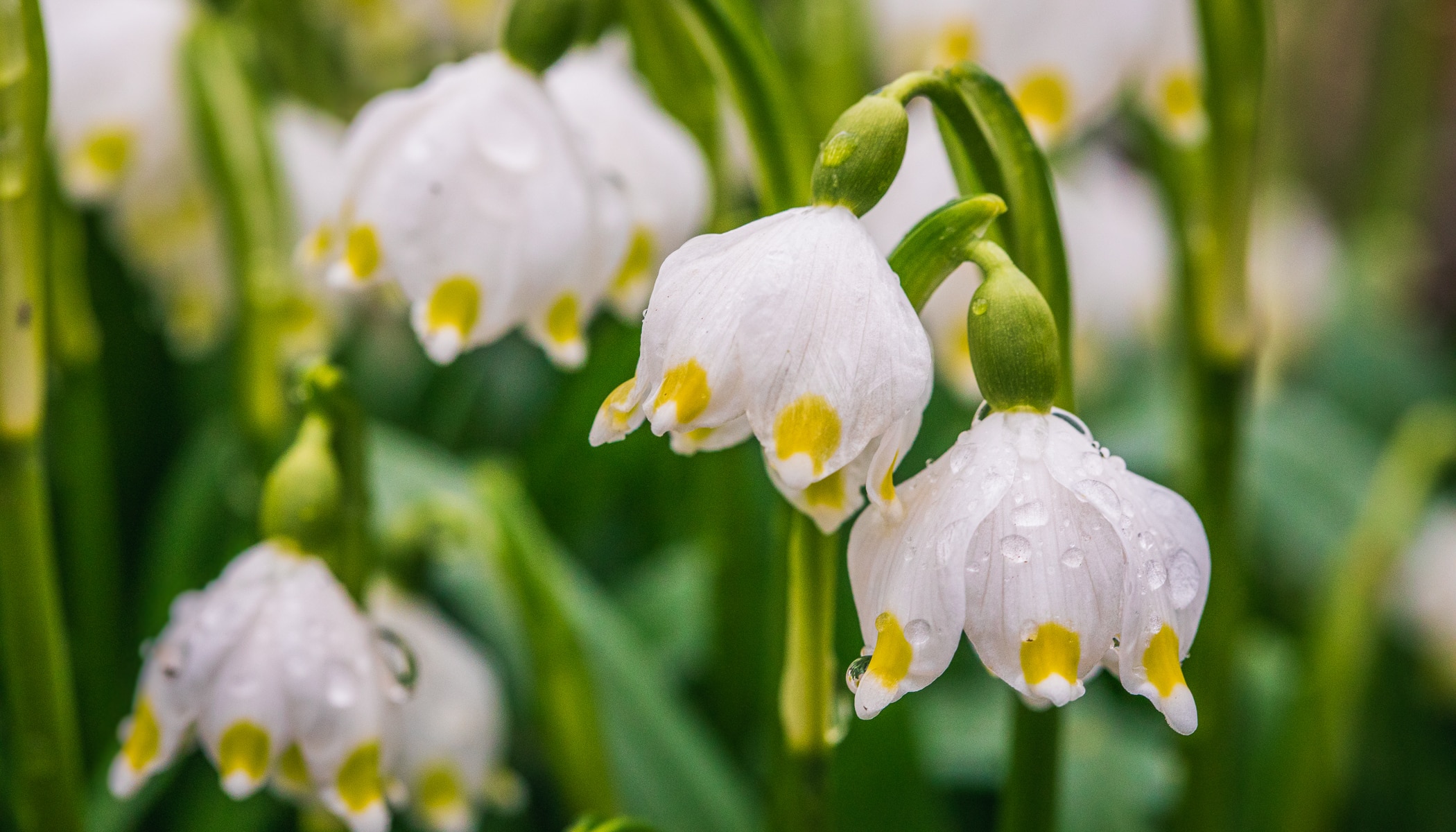 Photographing the First Blooms of Spring