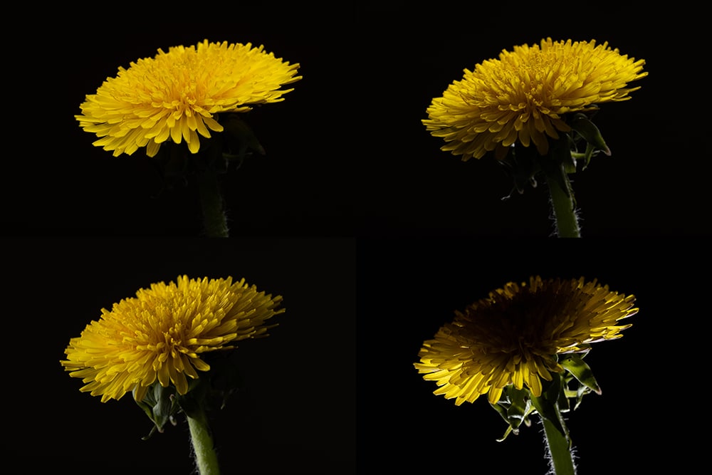 How to Do At-Home Flower Photography