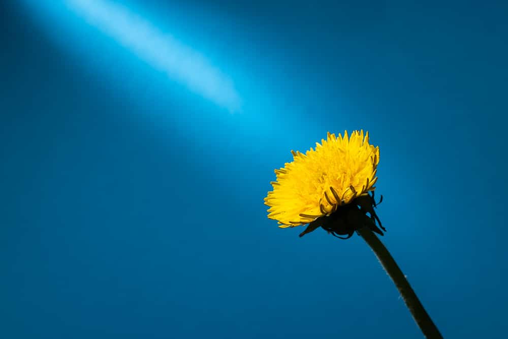 How to Do At-Home Flower Photography