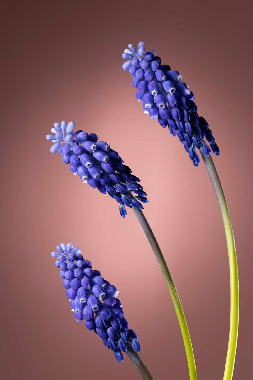 How to Do At-Home Flower Photography