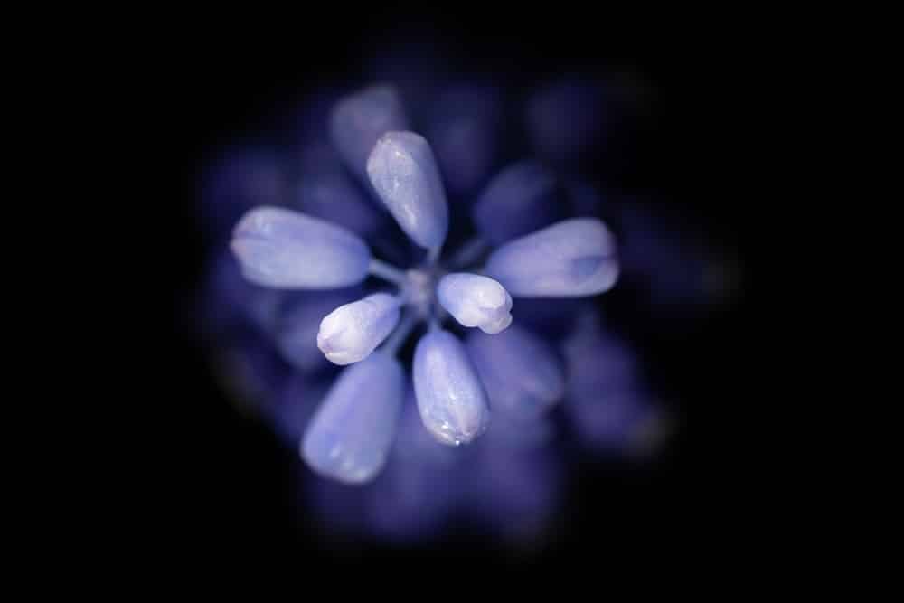 How to Do At-Home Flower Photography