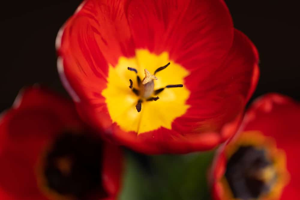 How to Do At-Home Flower Photography 