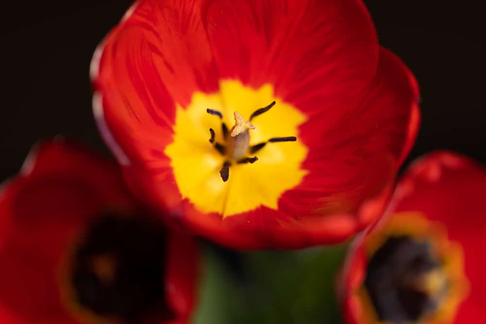 How to Do At-Home Flower Photography