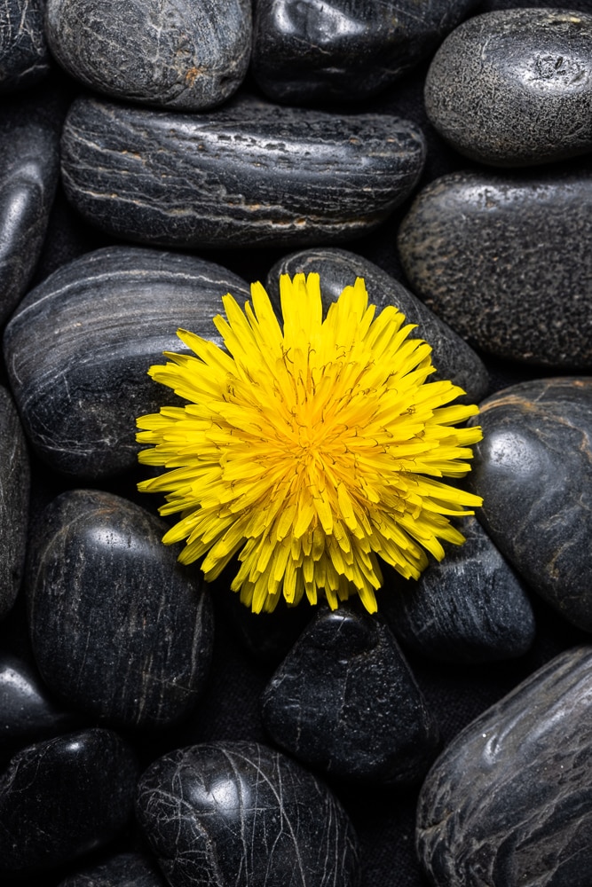 How to Do At-Home Flower Photography