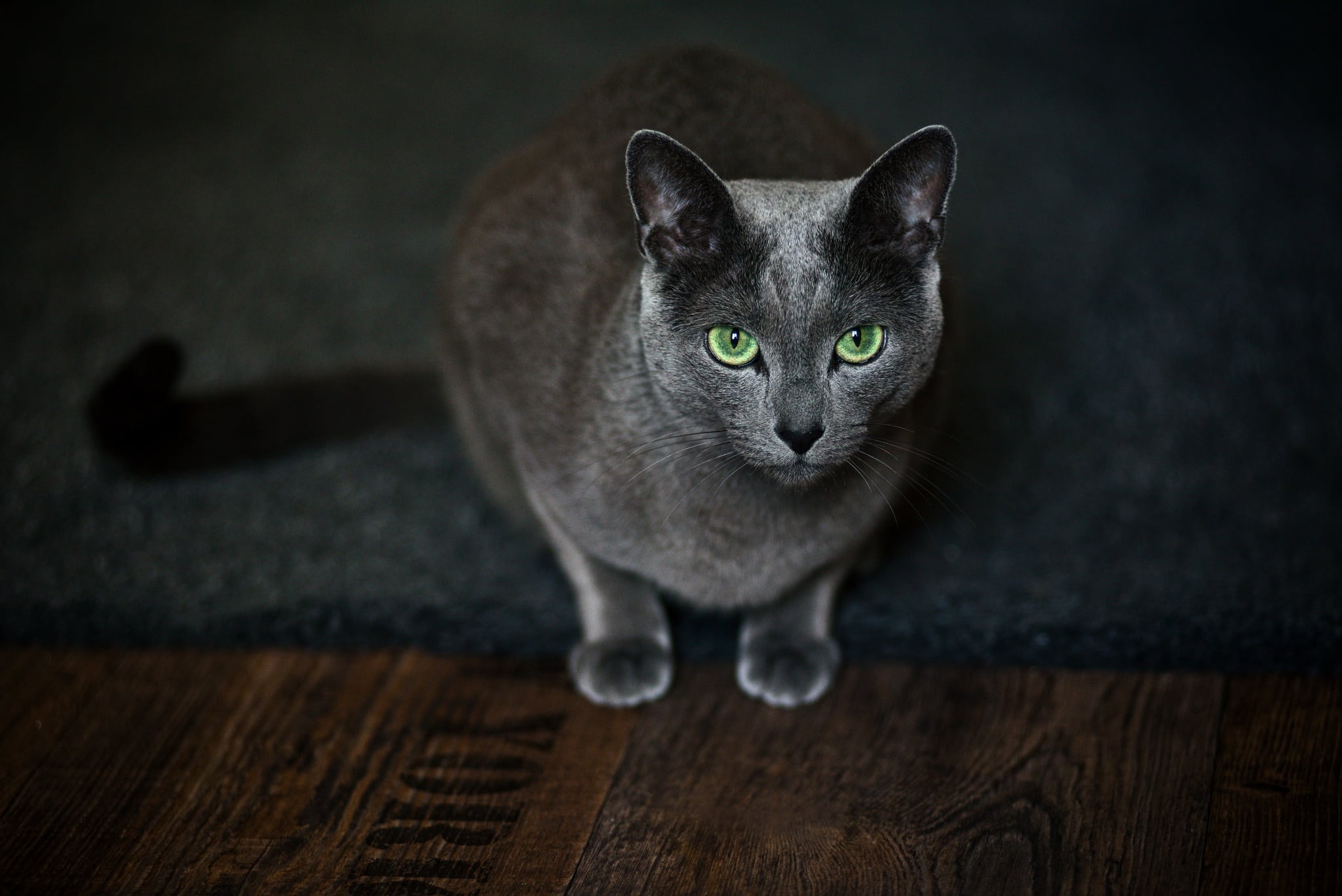 Tips for Editing Cat Photos