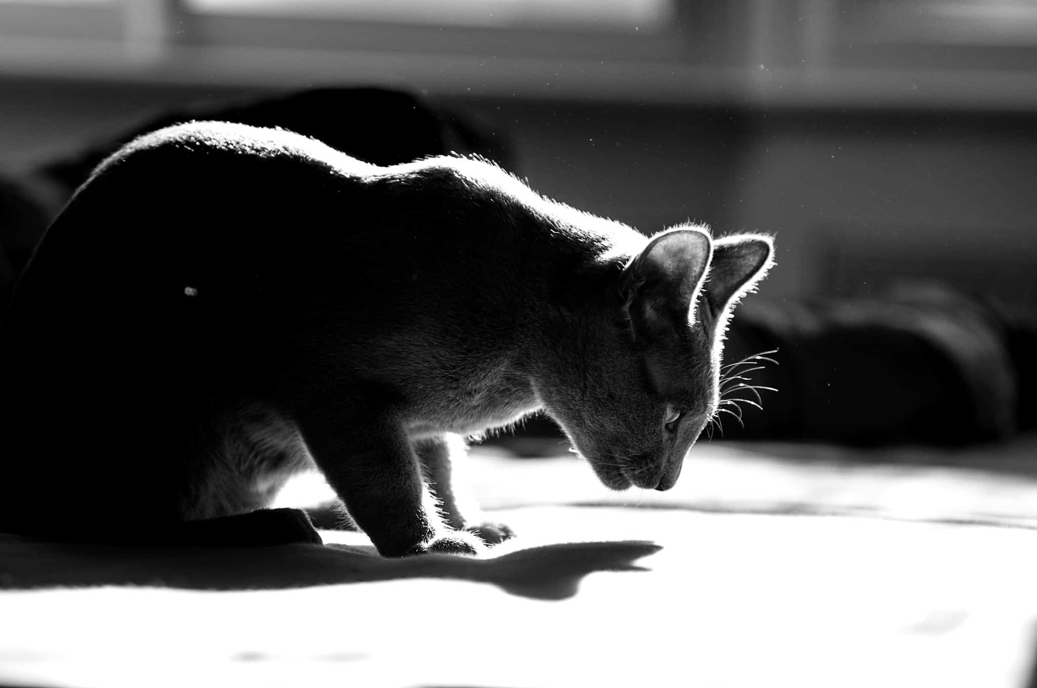 Tips for Editing Cat Photos