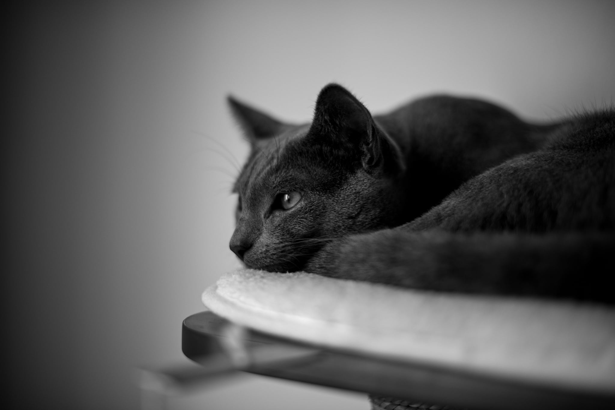 Tips for Editing Cat Photos